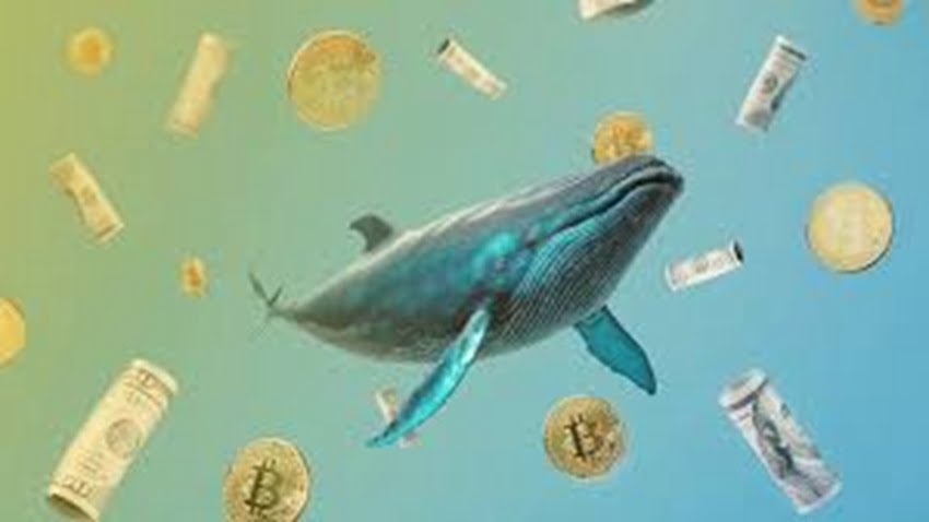 Introduction Cryptocurrency markets are known for their extreme volatility, where prices can swing dramatically in short periods. One significant factor contributing to this volatility is the activity of so-called 'whales.' These large players in the market can move vast amounts of cryptocurrency, impacting prices in ways that smaller investors can't. But who are these whales, and how exactly do they influence the market? Understanding Cryptocurrency Whales Cryptocurrency whales are individuals or entities that hold large quantities of a particular cryptocurrency. The term 'whale' is used because their massive holdings can create waves in the market, similar to how a whale creates waves in the ocean. Whale accounts are typically characterized by their substantial balance and their ability to execute significant trades that can sway market prices. Whale Activities in the Cryptocurrency Market Whales engage in various activities that can influence market prices. Some of the most common include buying and selling large volumes of cryptocurrency, which can lead to sudden price movements. Whales are also known to participate in pump and dump schemes, where they artificially inflate the price of a cryptocurrency before selling off their holdings at a profit. Additionally, whales can employ various market manipulation tactics, such as placing large buy or sell orders to create an illusion of market demand or supply. Impact of Whale Activities on Cryptocurrency Prices The influence of whale activities on cryptocurrency prices can be profound. For instance, a single large buy order can drive up the price of a cryptocurrency, leading other investors to follow suit in a buying frenzy. Conversely, a large sell order can trigger panic selling among smaller investors. Several case studies highlight the significant impact of whale movements, such as the infamous Bitcoin price drop in 2018, which was partly attributed to whale activity. Whale Tracking and Market Sentiment Given their influence, tracking whale activities has become a crucial aspect of cryptocurrency trading. Various tools and platforms provide insights into whale movements, helping traders make informed decisions. The visibility of whale transactions on the blockchain adds to this transparency. Additionally, social media and news outlets play a role in amplifying whale activities, often leading to heightened market reactions. Regulatory Responses to Whale Activities Regulatory bodies around the world have recognized the potential for market manipulation by whales and have implemented measures to address this. Current regulations focus on enhancing market transparency and deterring fraudulent activities. However, the fast-evolving nature of the cryptocurrency market means that future regulatory proposals are continually being developed. These regulations aim to strike a balance between fostering innovation and protecting investors. Strategies for Individual Investors For individual investors, understanding and responding to whale activities is crucial. Recognizing the signs of whale movements can help investors make more informed decisions. Risk management techniques, such as setting stop-loss orders and diversifying portfolios, are essential in mitigating the impact of sudden price changes. Long-term investment strategies can also help buffer against the volatility induced by whale activities. Case Studies of Notable Whale Activities Several notable whale activities have left a lasting impact on the cryptocurrency market. For example, the movements of Bitcoin whales have often led to significant price swings. Ethereum and other altcoins have also experienced similar impacts from whale activities. Analyzing these historical events provides valuable insights into the behavior of whales and the resultant market dynamics. Technological Solutions and Innovations Technology plays a vital role in tracking and mitigating the impact of whale activities. Blockchain transparency allows for real-time tracking of large transactions, making it harder for whales to operate unnoticed. Innovations in decentralized exchanges are also reducing the influence of single large players by promoting a more distributed market structure. Future technological developments promise even greater safeguards against market manipulation. Market Psychology and Whale Activities The psychological impact of whale activities on retail investors cannot be overstated. Sudden price movements often lead to panic selling or herd behavior, where investors follow the actions of others rather than making independent decisions. Understanding behavioral finance theories in this context helps explain why markets react so strongly to whale activities. Community and Ecosystem Responses The cryptocurrency community has developed various initiatives to counteract the influence of whales. Community-driven efforts, such as coordinated buying or selling actions, aim to stabilize prices. Influential figures in the crypto space also play a role in shaping market sentiment. These grassroots movements, while not always successful, demonstrate the collective power of the community in addressing whale manipulation. Whale Activity During Bull and Bear Markets Whale behaviors can vary significantly between bull and bear markets. During bull markets, whales might engage in aggressive buying to capitalize on rising prices. In bear markets, they may sell off holdings to avoid losses, exacerbating price declines. Understanding these strategies helps investors anticipate and react to market conditions. Future of Whale Activities in Cryptocurrency Markets Looking ahead, the role of whales in the cryptocurrency market is likely to evolve. Predictions for the next decade suggest changes in whale strategies as the market matures and becomes more regulated. The ongoing evolution of the crypto landscape will shape how whales operate and influence the market. Conclusion In summary, the activities of cryptocurrency whales play a crucial role in market volatility. Their ability to move large volumes of cryptocurrency can lead to significant price swings, impacting both short-term and long-term market dynamics. As the market continues to evolve, understanding and responding to whale activities will remain an essential aspect of cryptocurrency trading. FAQs What is a cryptocurrency whale? A cryptocurrency whale is an individual or entity that holds a large quantity of a particular cryptocurrency, capable of influencing market prices through their trading activities. How can I track whale activities? Whale activities can be tracked using various online tools and platforms that monitor large transactions on the blockchain, providing real-time insights into market movements. Can whale activities be considered market manipulation? Yes, certain whale activities, such as pump and dump schemes or placing large orders to create false market impressions, can be considered forms of market manipulation. How do whale activities affect the average investor? Whale activities can lead to sudden price changes, causing panic selling or buying among average investors. Recognizing these activities can help in making more informed trading decisions. Are there any benefits to whale activities in the market? While whale activities often cause volatility, they can also bring liquidity to the market and sometimes lead to price discoveries, benefiting the overall market ecosystem.